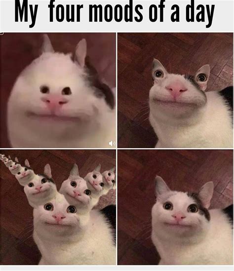 polite cat meme|cat with human face meme.